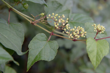 キレハノブドウ（Ampelopsis glandulosa var. heterophylla)の結実した実と若い葉のアップ／ブドウ科・ノブドウ属
