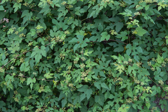 キレハノブドウ（Ampelopsis glandulosa var. heterophylla)の葉の形と花や実の生り方がわかる画像／ブドウ科