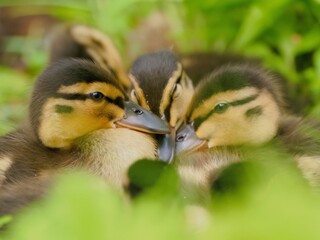 オシドリのヒナ