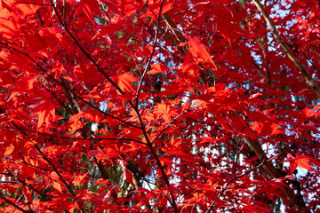 Spectacular Red Maple Leaves