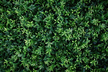 Green grass background, football field