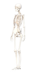 人体の骨格 全身斜め前向きの骨の模型の3Dイラスト