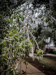 iced covered trees