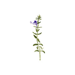 watercolor drawing plant of marsh skullcap with leaves isolated at white background, Scutellaria galericulata , natural element, hand drawn botanical illustration