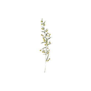 watercolor drawing plant of mugwort with leaves isolated at white background,Artemisia absinthium , natural element, hand drawn botanical illustration