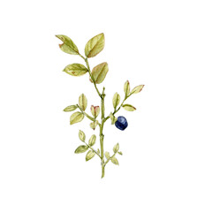 watercolor drawing plants of blueberry with leaves and berry isolated at white background, natural element, hand drawn botanical illustration