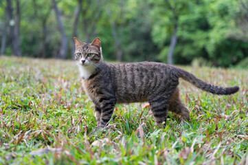 Kitten playing freely in the park