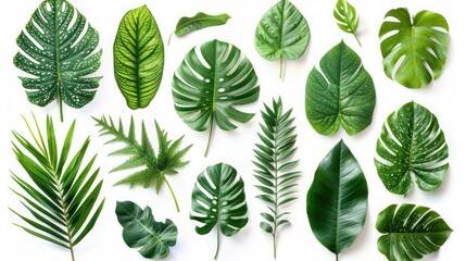 Fototapeta na wymiar Tropical Green Leaves Set on White Background - Isolated Foliage Collection