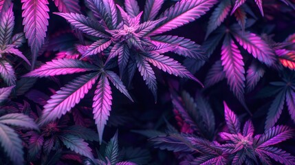 Neon Colored Marijuana Plant with Large Leaves and Buds on Black Background - Perfect for Cannabis and Hemp Related Designs