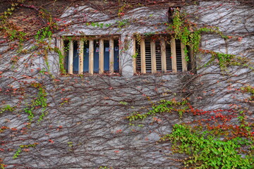 The wall of the house with windows and branches of ivy