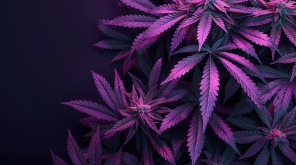 Neon Colored Marijuana Plant with Large Leaves and Buds on Black Background - Perfect for Cannabis and Hemp Related Designs