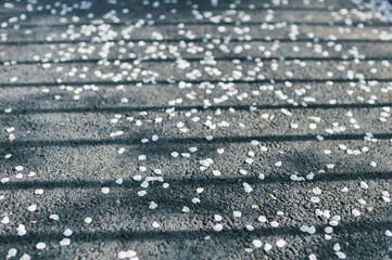 light pink cherry blossom petals lie on the gray asphalt with sunlight and shadows in springtime