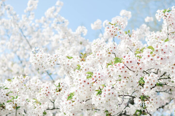 branch of blooming cherry blossom flower with copy space. closeup of cherry blossom flower on blue sky background