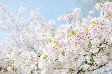branch of blooming cherry blossom flower with copy space. closeup of cherry blossom flower on blue sky background