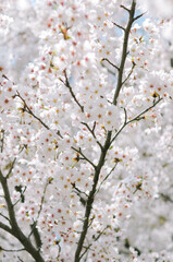 Obraz premium Outdoor shot filled with beautiful cherry blossoms in their soft white tones.