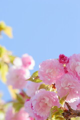 満開の八重桜（紅華）のクローズアップ　青空背景