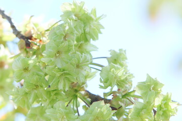 Fototapeta premium 満開の八重桜（御衣黄）のクローズアップ 空背景