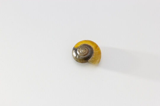 A small snail shell, with unique brown and yellow colorings against a white background. 