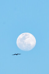 flying frigatebird and the moon in the pastel blue sky over the carribian sea