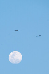 flying frigatebird and the moon in the pastel blue sky over the carribian sea