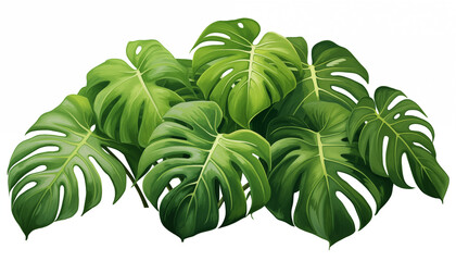 Exotic tropical leaves Monstera, isolated, white background.