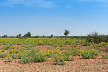 Mustard seeds plantation near Jodhpur city, at Thar desert with blue sky background, Rajasthan, India.