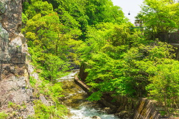 新緑に包まれた布引渓流　神戸市中央区布引の滝上流にて