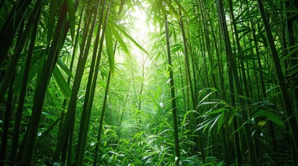 Thick and Lush Bamboo Forest: A Serene and Enchanting Jungle