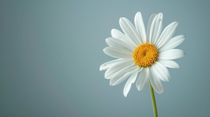 Isolated Common Daisy Blossom on White Background