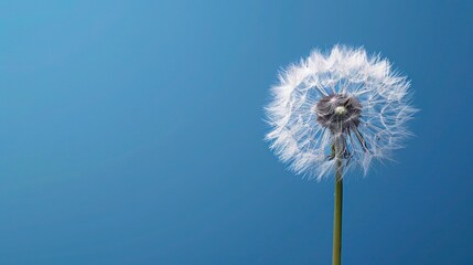 Big Dandelion Against Blue Sky - Powered by Adobe