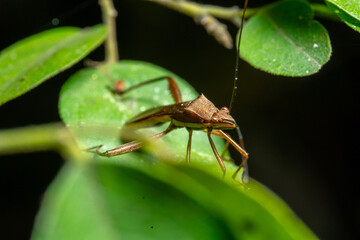 spider on leaf