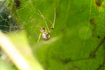 Spider on a web in nature