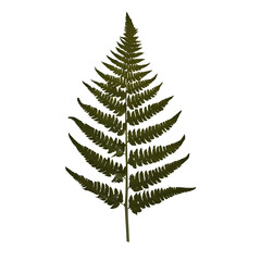 Fern flower png isolated on transparent background