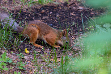 Squirrel on the ground in the park in close-up.