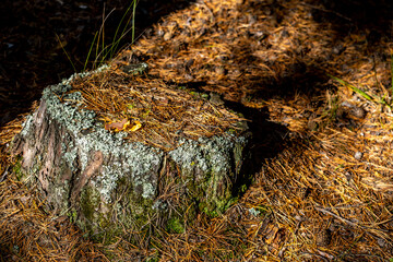 A stump covered with moss in the forest in autumn.