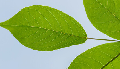 Obraz premium green leaf, nature background