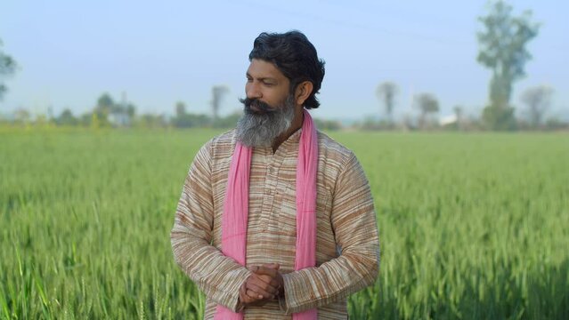 Portrait shot of grey-haired Indian farmer giving different expressions - folded hands  arrogant look  green field  village life. Medium shot of an old villager standing in his field wearing kurta ...