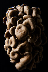 Oyster mushrooms in various forms