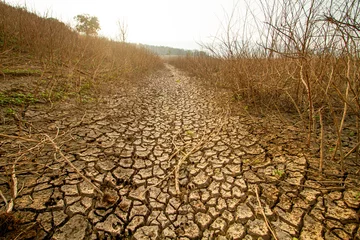 Deurstickers parched landscape with mud-cracked earth and a drying river, climate change impacts, including long-term droughts affecting ecosystem, illustrating the harsh reality of water scarcity. © piyaset