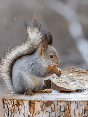 A squirrel sits on a stump and eats nuts in autumn.