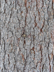 Texture of pine bark background