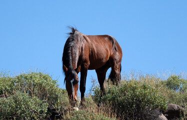 Dark liver chestnut wild horse stallion feeding on shrubs in the Salt River desert near Scottsdale...
