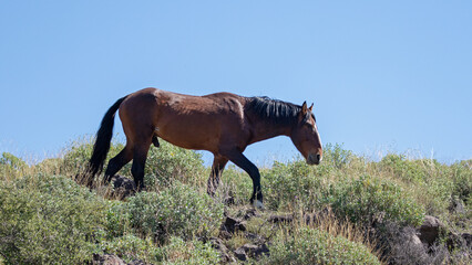 Dark liver chestnut wild horse stallion walking on rocky ridge in the Salt River desert near Scottsdale Arizona United States
