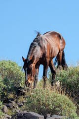 Dark liver chestnut wild horse stallion walking down rocky hill in the Salt River desert near...
