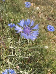 flowers in the forest