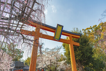 京都 平野神社の満開の桜 - 767583153