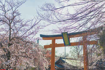 京都 平野神社の満開の桜 - 767583361
