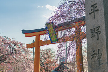 京都 平野神社の満開の桜 - 767583369
