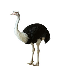 Big ostrich isolated. Black and white bird. Farm animal