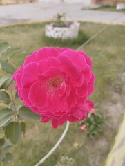 pink rose in the garden